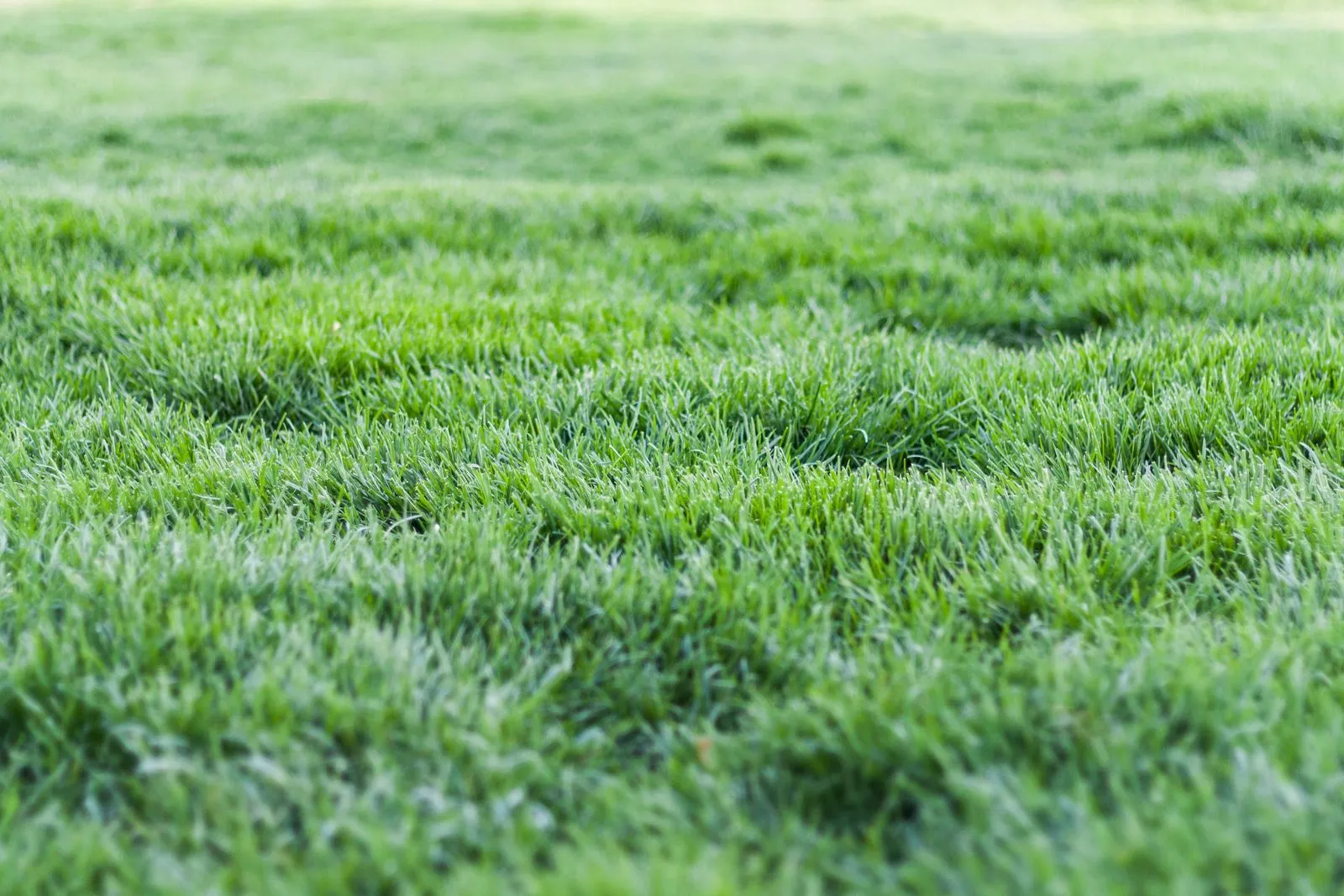 How to Prepare Your Yard for Sod Installation